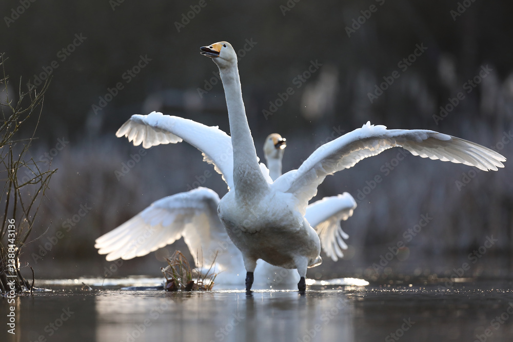 Łabędź krzykliwy (Cygnus cygnus)
