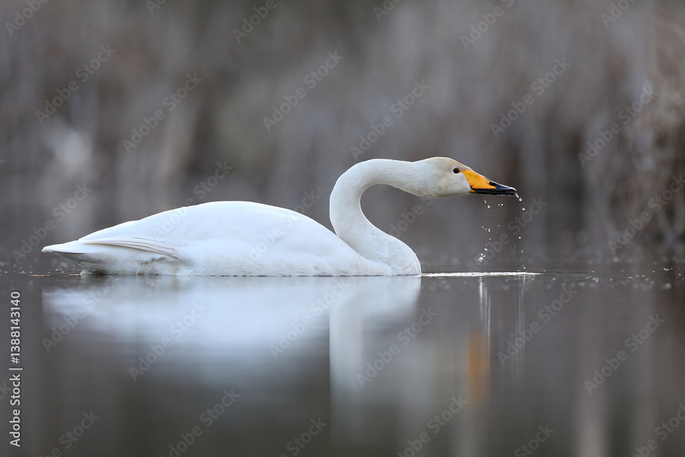 Łabędź krzykliwy (Cygnus cygnus)