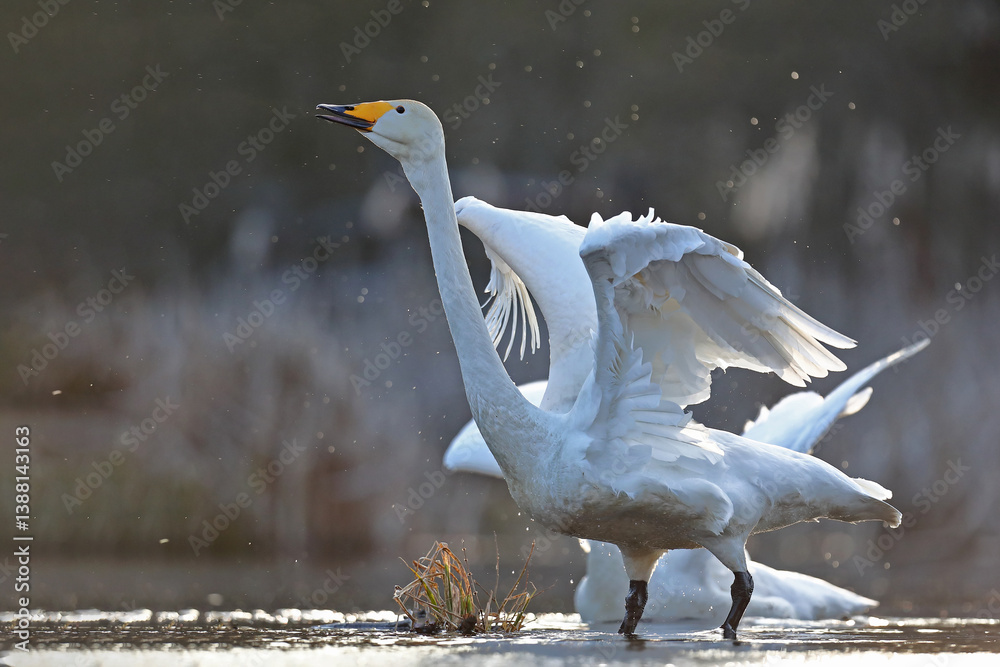 Łabędź krzykliwy (Cygnus cygnus)