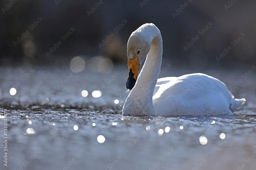 Łabędź krzykliwy (Cygnus cygnus)