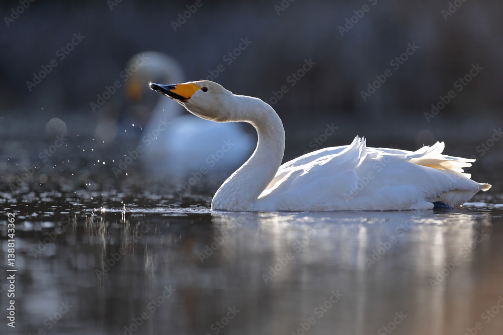 Łabędź krzykliwy (Cygnus cygnus)