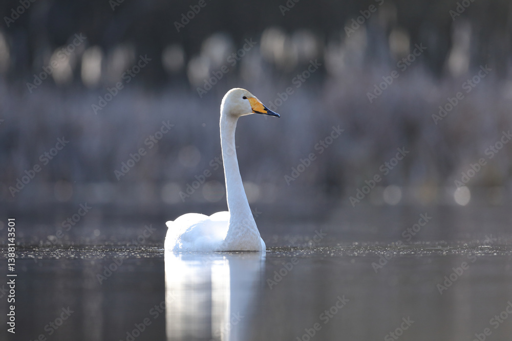 Łabędź krzykliwy (Cygnus cygnus)