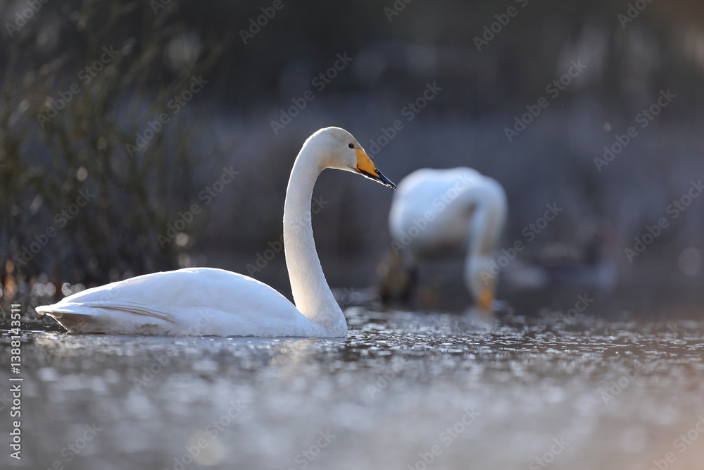 Łabędź krzykliwy (Cygnus cygnus)
