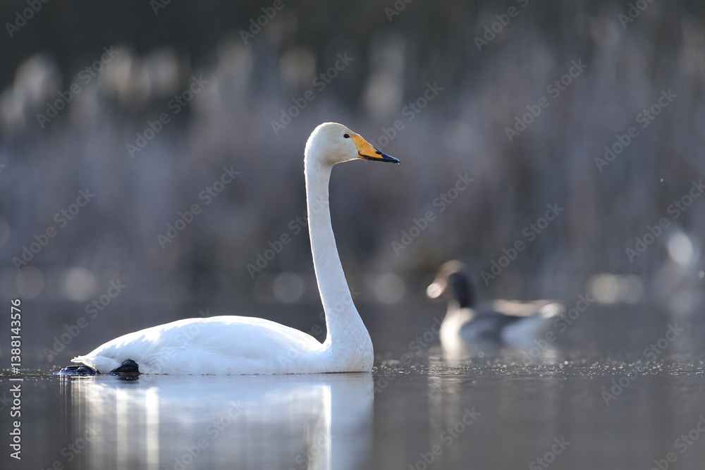 Łabędź krzykliwy (Cygnus cygnus)