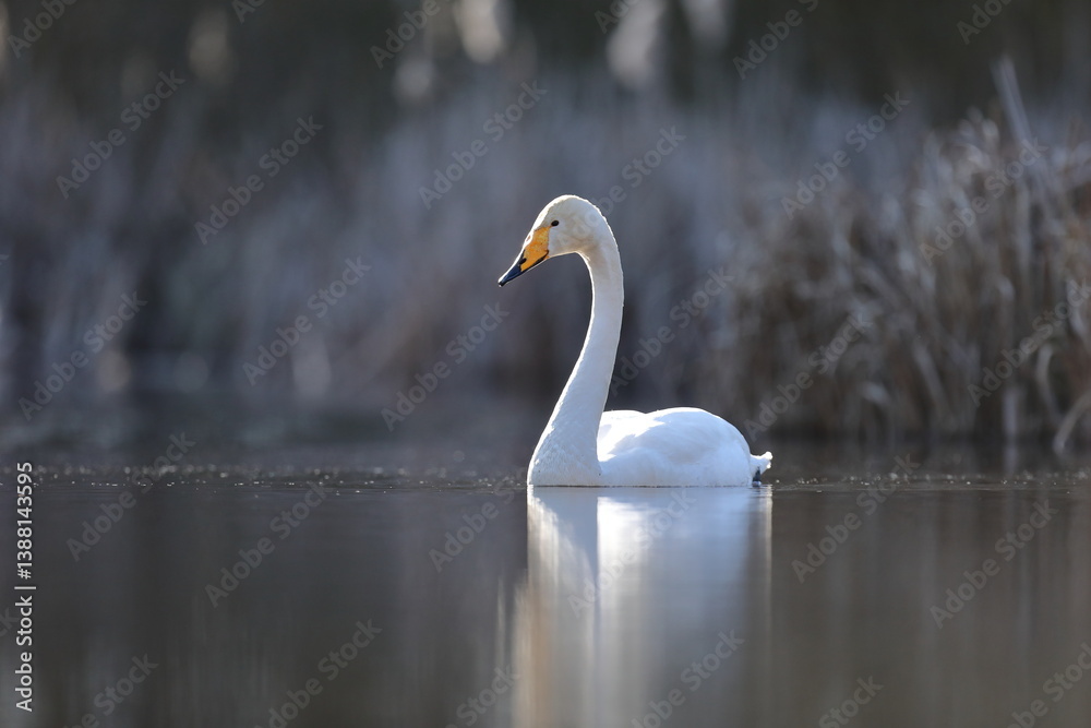 Łabędź krzykliwy (Cygnus cygnus)