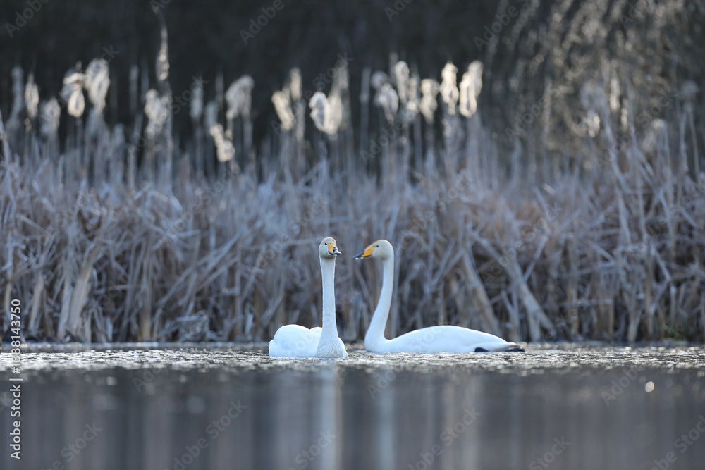 Łabędź krzykliwy (Cygnus cygnus)