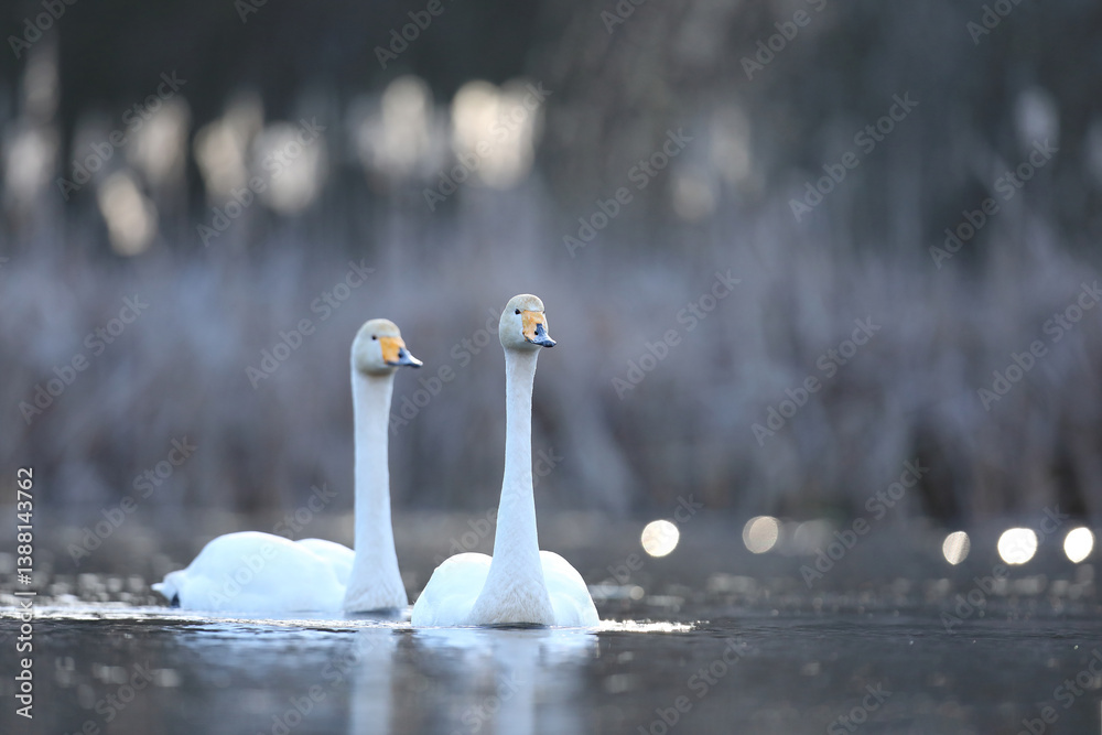 Łabędź krzykliwy (Cygnus cygnus)
