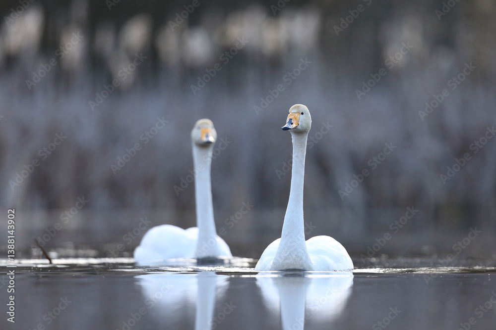 Łabędź krzykliwy (Cygnus cygnus)
