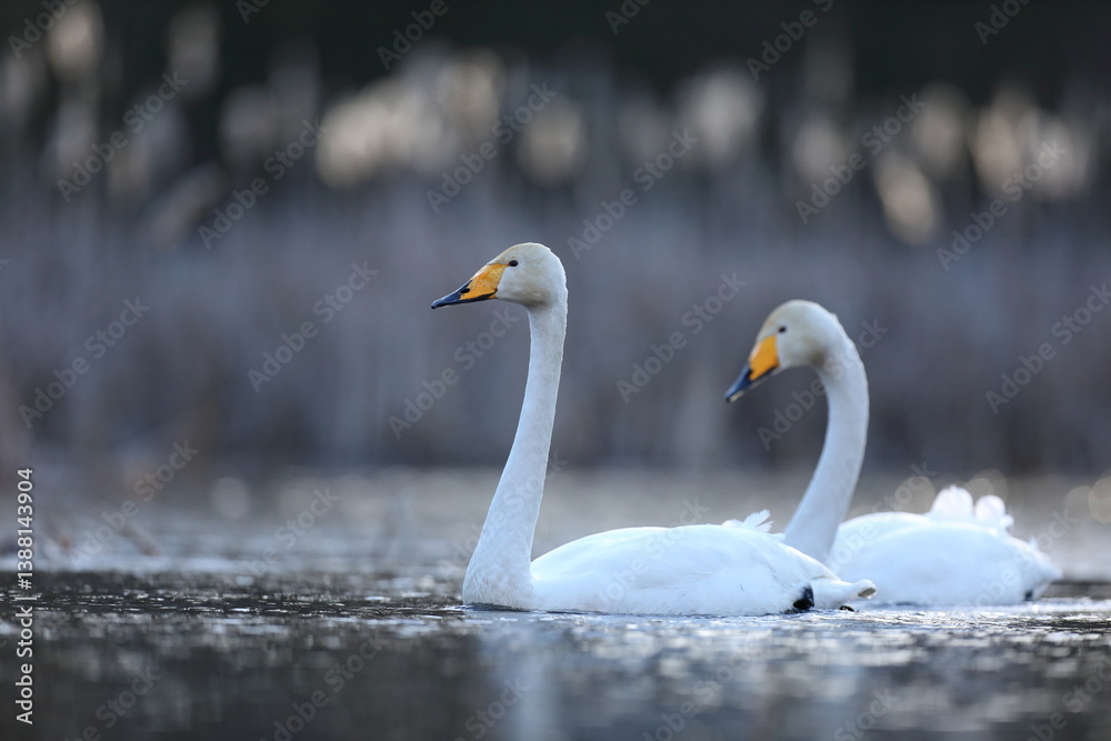 Łabędź krzykliwy (Cygnus cygnus)
