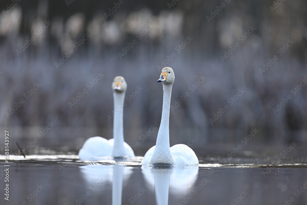 Łabędź krzykliwy (Cygnus cygnus)