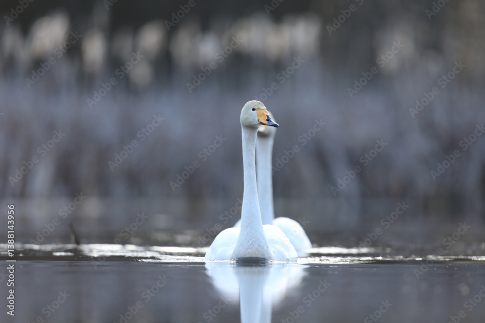 Łabędź krzykliwy (Cygnus cygnus)