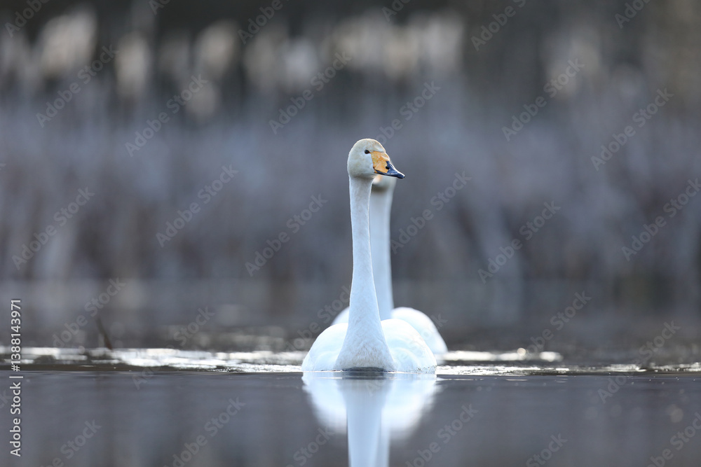 Łabędź krzykliwy (Cygnus cygnus) Łabędź krzykliwy (Cygnus cygnus)