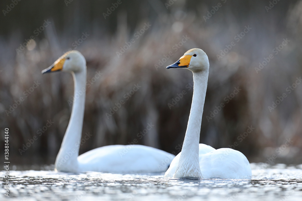 Łabędź krzykliwy (Cygnus cygnus)