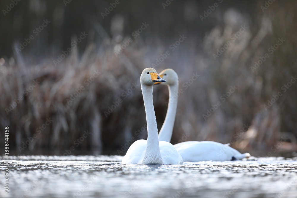 Łabędź krzykliwy (Cygnus cygnus)