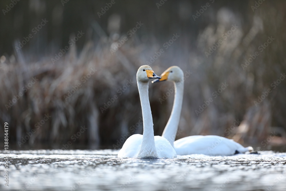 Łabędź krzykliwy (Cygnus cygnus)