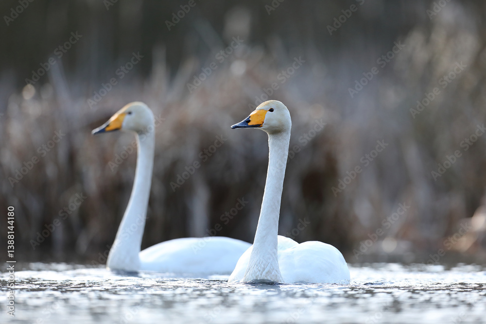 Łabędź krzykliwy (Cygnus cygnus)