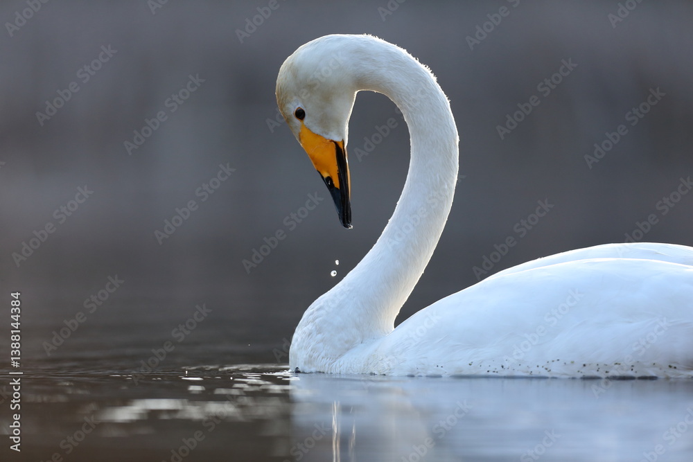 Łabędź krzykliwy (Cygnus cygnus)