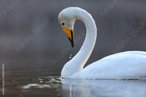 Łabędź krzykliwy (Cygnus cygnus)