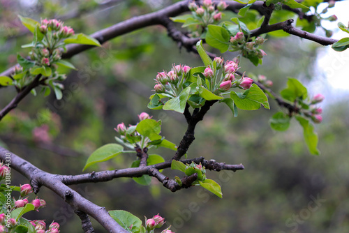 Branch with blooming apple tree