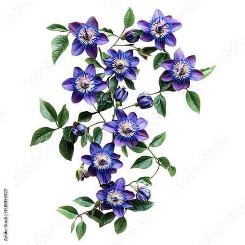 A Vibrant Passionflower Vine with Intricate Purple Flowers Isolated on Transparent Background