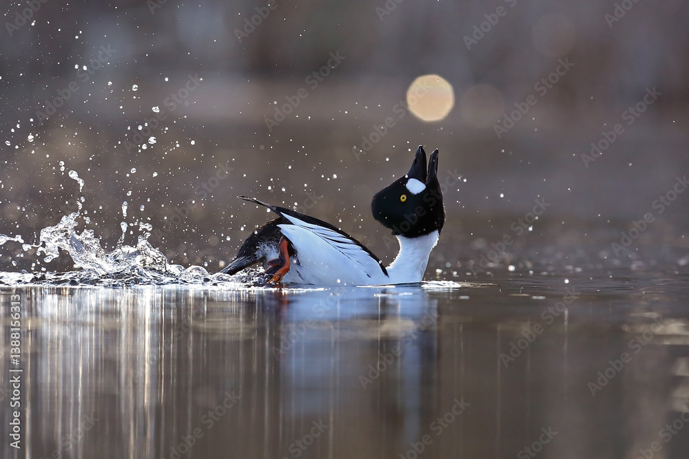 Gągoł (Bucephala clangula), goldeneye