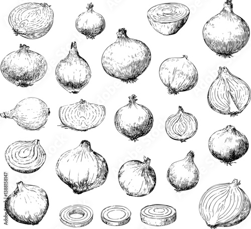 vector hand drawn sketch onion set, sliced and cut pieces with rings on white background.