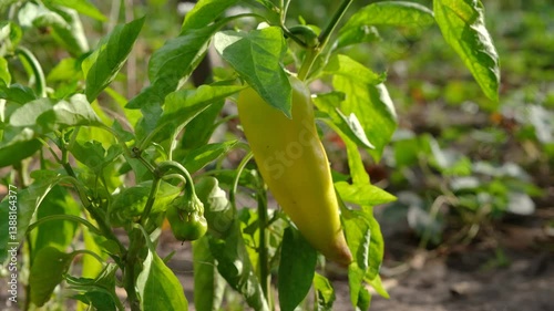 Growing sweet pepper. Paprika on a bush. Sweet pepper on a bush. Ripe sweet pepper