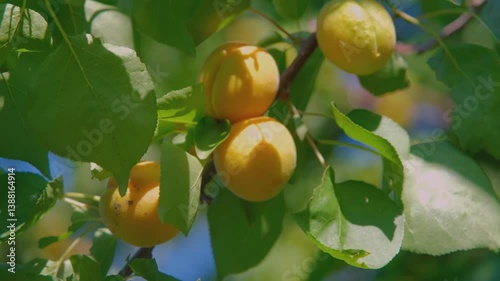 Apricot on a branch. Ripe apricot on a branch. Growing apricots.
