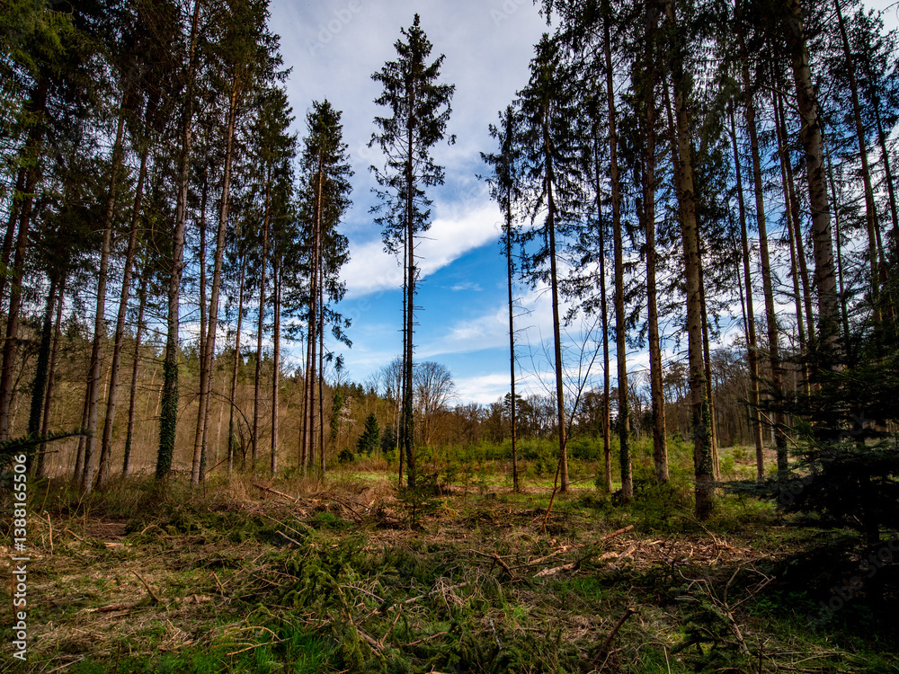 Wiederaufforstung im Mischwald im Frühjahr Wiederaufforstung im Mischwald im Frühjahr