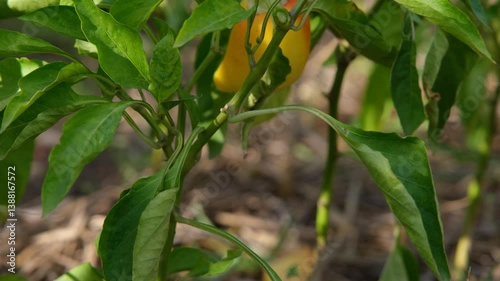 Autumn harvest. A girl picks sweet peppers from a bush Harvesting sweet peppers.