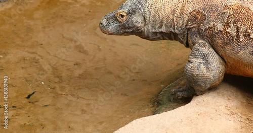 Giant Reptile Varanus komodoensis Head Macro View