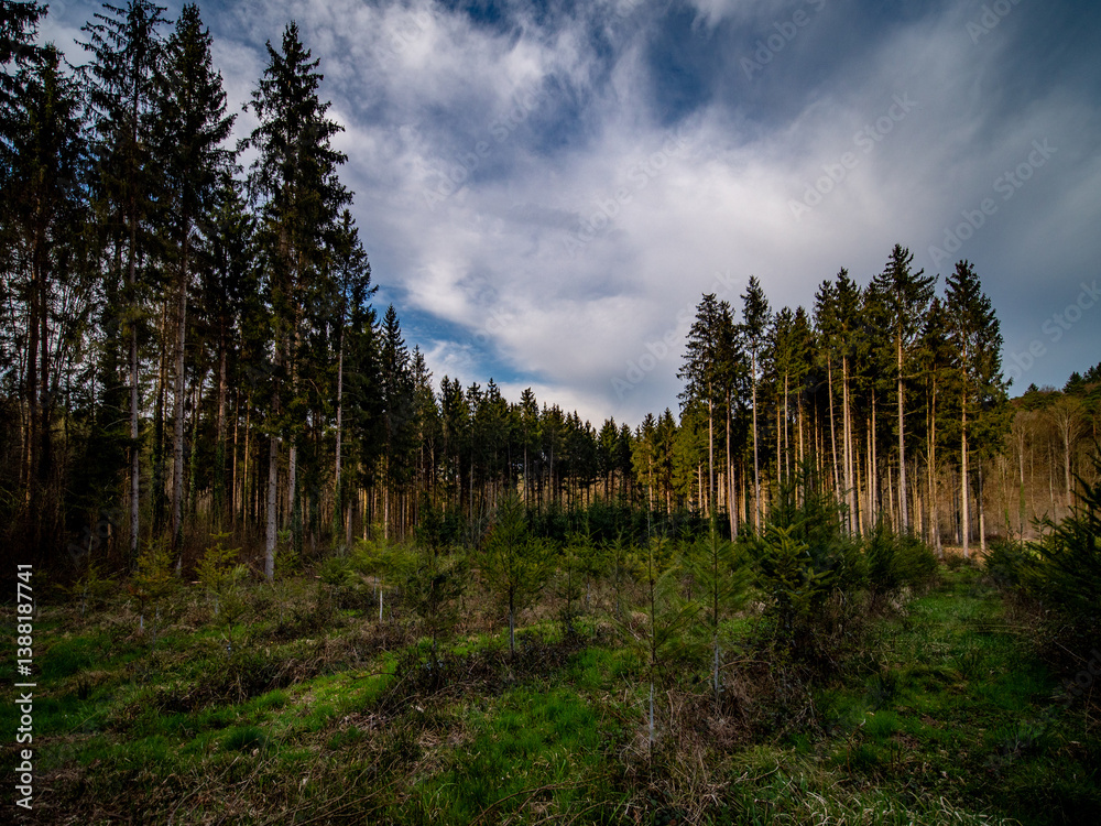 Wiederaufforstung im Mischwald im Frühjahr Wiederaufforstung im Mischwald im Frühjahr