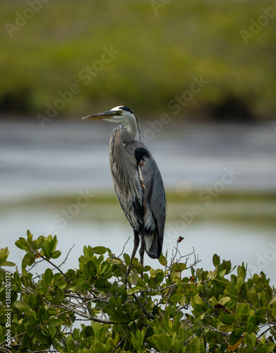 great blue heron