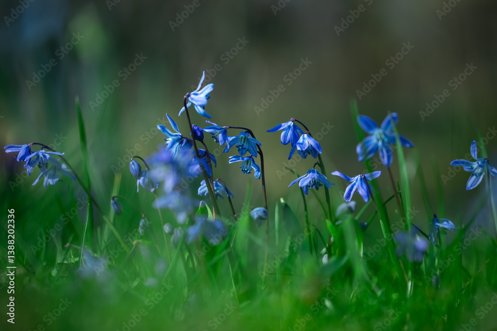 Cebula syberyjska, Scilla siberica in the garden