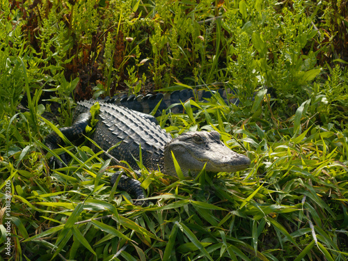 Gator in the grass