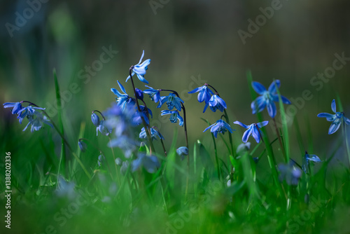 Obraz na płótnie Cebula syberyjska, Scilla siberica in the garden w salonie