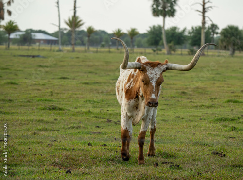 Longhorn in field