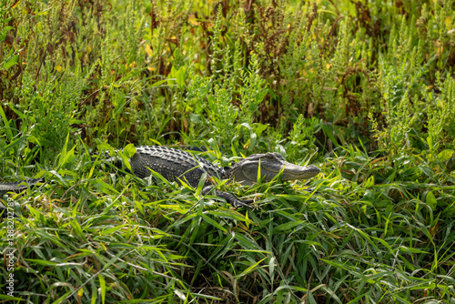 Alligator in the grass