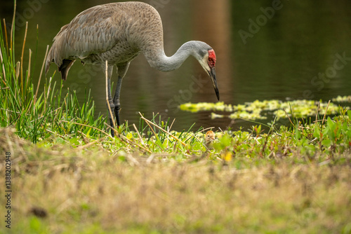 Sandhill crane