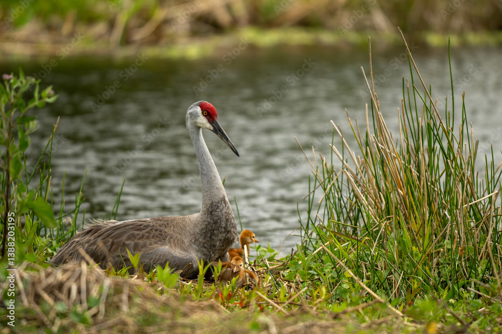 Sandhill crane and colts Sandhill crane and colts