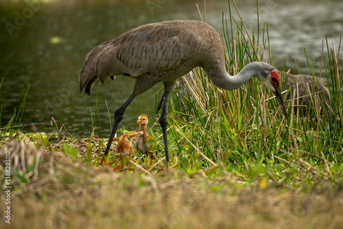 crane in the grass with colts