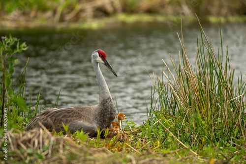 Sandhill crane and colts