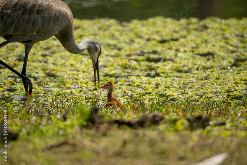 Sandhill crane with baby