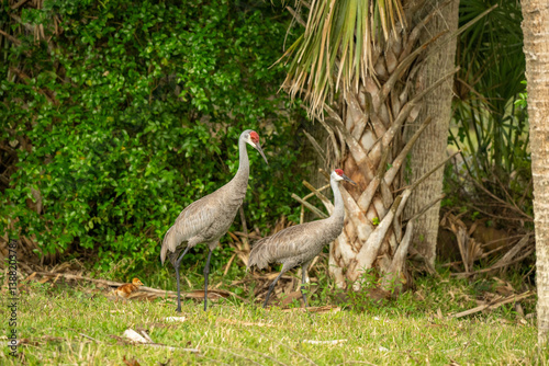 Sandhill crane family