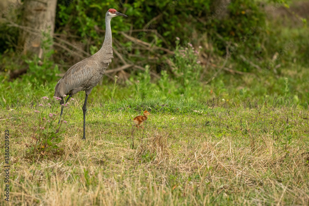 Obraz premium sandhill cranes