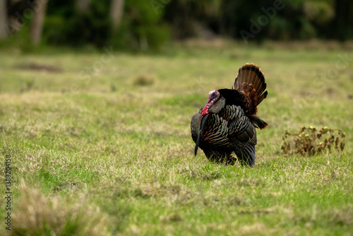 turkey in wild