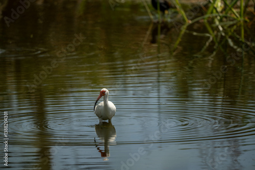 Ibis