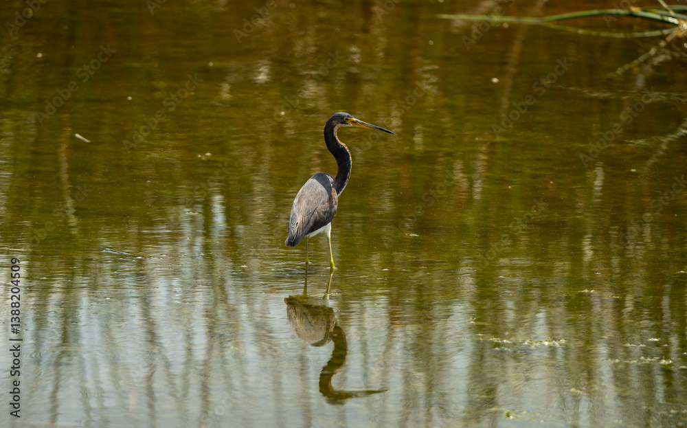 Fototapeta premium heron in the water