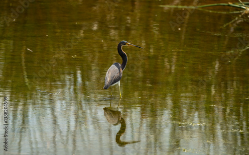 heron in the water