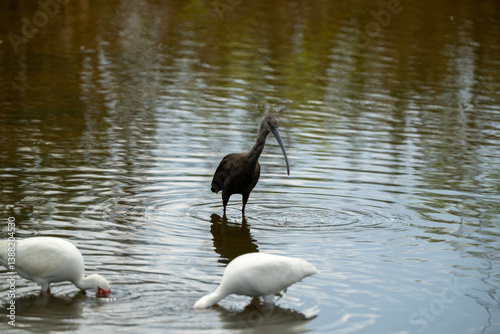 ibis in the water